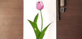 Si të vizatojmë një tulipanë